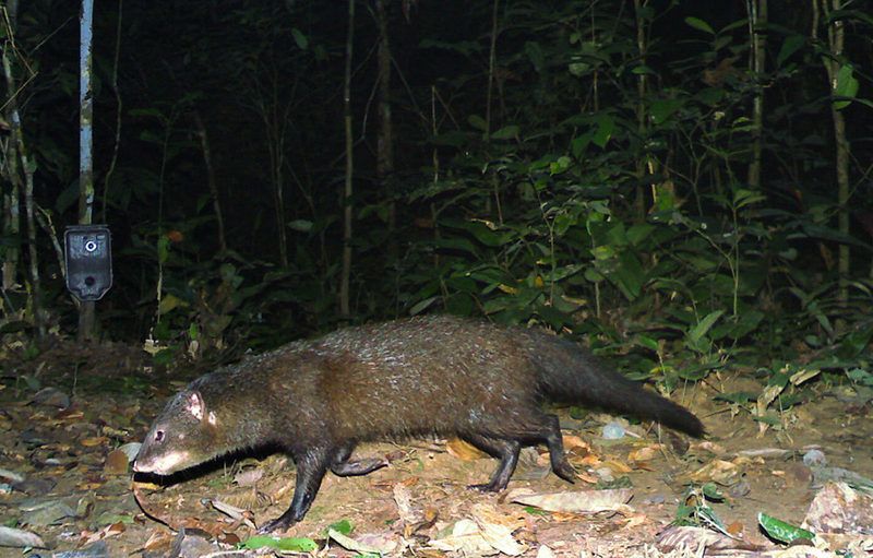 Illustration for article titled The Very Best Camera Trap Photography